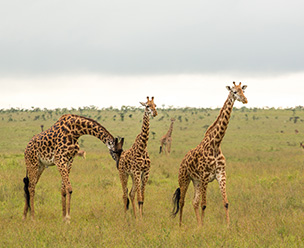 Nairobi