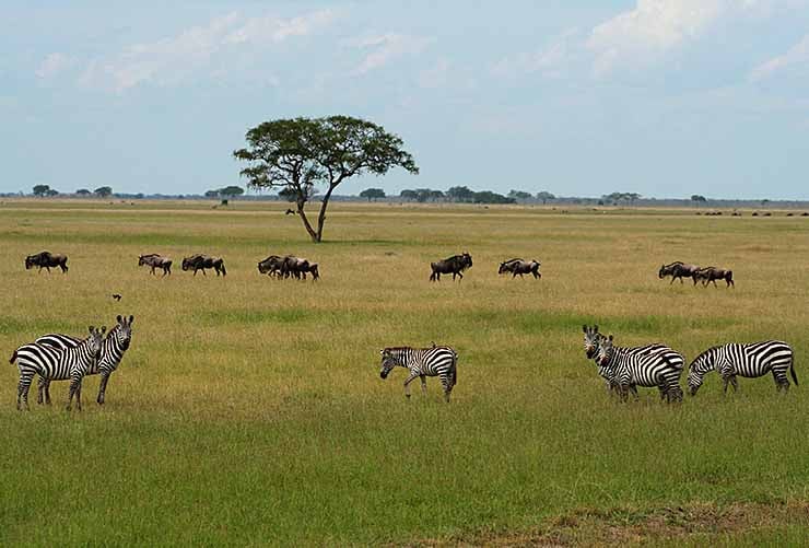 Masai Mara