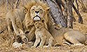 Kapama Private Game Reserve