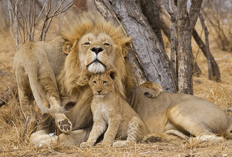 Kapama Private Game Reserve