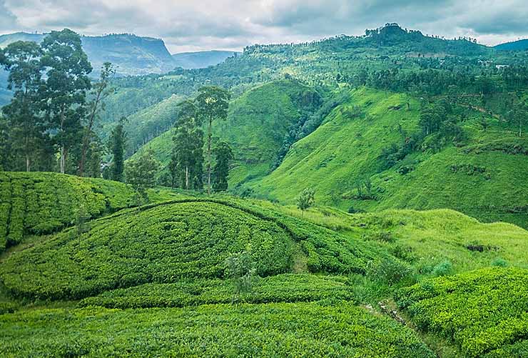 Nuwara Eliya