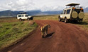 Ngorongoro Crater
