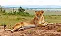 Selous