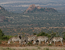 Holidays to Laikipia