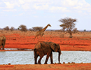 Holidays to Tsavo National Park