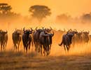 Holidays to Serengeti National Park