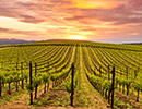 Holidays to California Wine Country