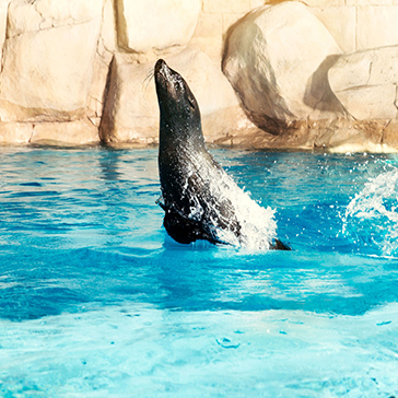 Sea Lion Experiences at Atlas Village
